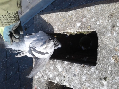 Čistíme a opravujeme střechy na ulici Husova